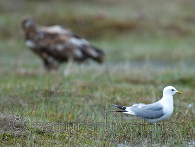 BB 09 0081 / Haliaeetus albicilla / Havørn <br /> Larus canus / Fiskemåke